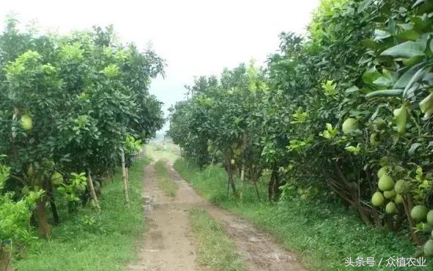 柚子高产种植技术