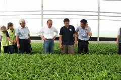 行政院长林全：加强推广设施农业带动台湾农业