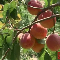 肃州区总寨镇罗娘娘鲜果园里的杏子熟了