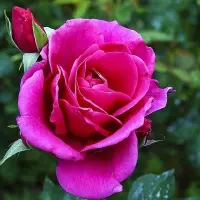 粉红玫瑰美丽绽放