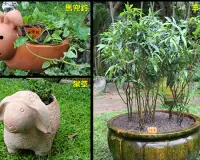 台北市士林官邸：展出12生肖专属香草