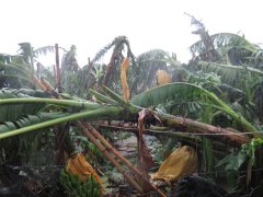 尼伯特台风造成屏东农损统计至8日约1988万