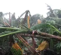 尼伯特台风造成屏东农损统计至8日约1988万
