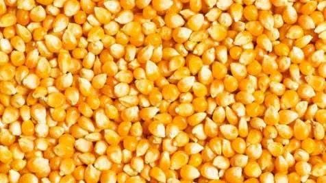 今年已经过半 玉米后半年价格将会何去何从？