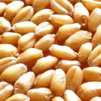 如何对小麦种子的优劣进行鉴别