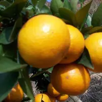 柑橘的存储方法有哪些？