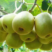 猕猴桃属于哪类水果?