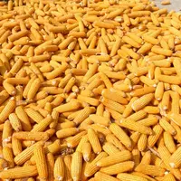 贵州玉米市场价格
