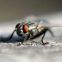 苍蝇的繁殖速度有多快