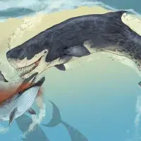 梅尔维尔鲸有多大？