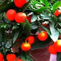 四季果全株有毒 纯粹观赏植物 盆景栽培红色果实可增加喜庆气氛