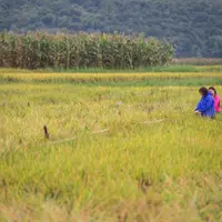 水稻新品种平均亩产995公斤