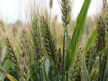 种植黑小麦附加值将是普通小麦的20倍