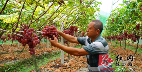 湖南城步塔溪葡萄成为致富好产业