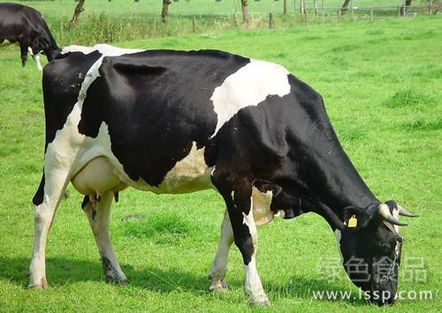 奶牛高产离不开饮水奶牛高产饮水管理措施