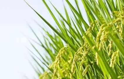 小麦已经收获 水稻价位会如何发展呢？目前来看基本不会下跌