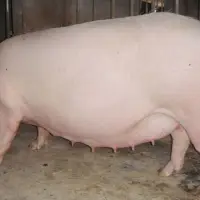 养猪户在养殖中母猪驱霉的重要性