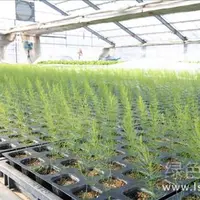 集中育苗移栽提高产量春季芦笋育苗技术要点