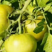 西红柿如何高产？西红柿种植增产的小窍门