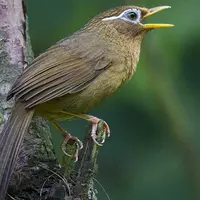 画眉鸟吃什么食物？