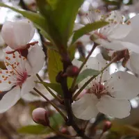 樱花树扦插技术
