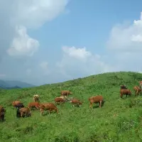 贵州养牛赚钱吗？