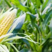 玉米钻心虫严重影响玉米产量 及时防治很关键
