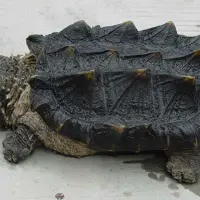 鳄龟的品种有哪些？