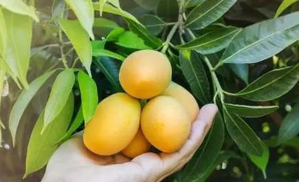 吃完的芒果核不要扔 种起来能够长出漂亮的小芒果树