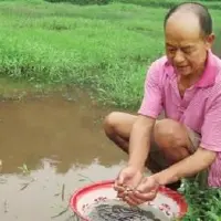 泸州“土专家”传经稻田养泥鳅