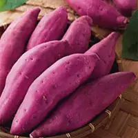 紫番薯栽培技术