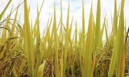2018年稻谷大幅下调收购价格 稻农还会继续种吗？