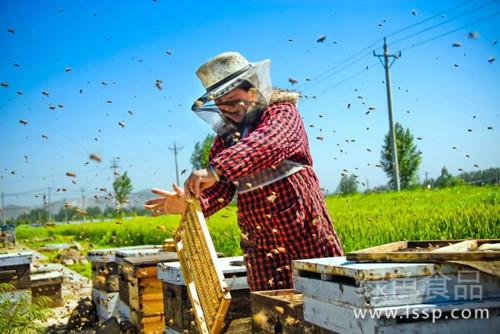 春季农药除草除虫普遍放蜂谨防蜜蜂农药中毒