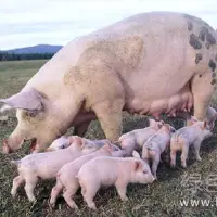 母猪泌乳关系仔猪成活母猪产房管理的小细节
