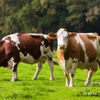 饲料处理不当奶牛中毒奶牛饲料中毒防治方法
