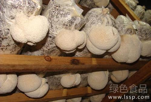 猴头菇市场大效益好栽培猴头菇的六大条件