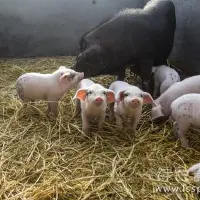 母乳对仔猪生长很重要母猪拒绝哺乳该怎么办