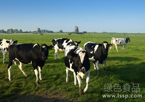 患牛拒食瘤胃运动消失围产期奶牛需防脂肪肝