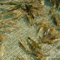 秋繁过多与亲虾争食争地如何控制青虾过度秋繁
