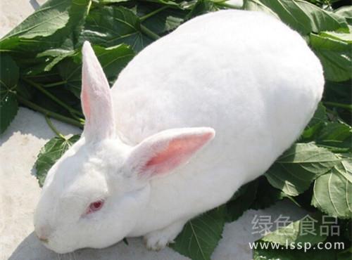 哺乳母兔食仔原因很多如何对症防治母兔食仔