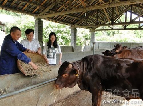 提高适口性和增加营养喂牛稻草优化处理方法
