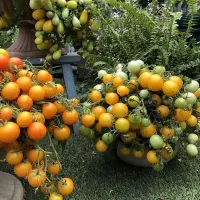 养盆栽番茄 用这种营养土 果子轻松挂满盆 结好多呀