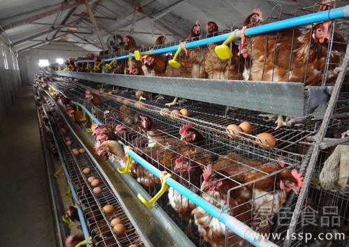 产蛋率关系养鸡效益如何提高蛋鸡产蛋率