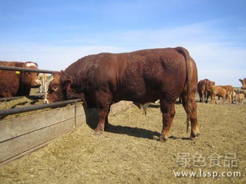 短期育肥经济效益可观肉牛如何短期快速育肥