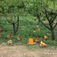 补饲防疫鼠害控制密度果园养鸡的注意事项