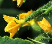 叶面肥与植物生长调节剂有什么区别？