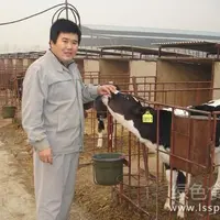 抵抗力下降影响产奶量围产期奶牛的饲喂要点