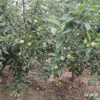 要想苹果产量高，苹果树春季管理要做好
