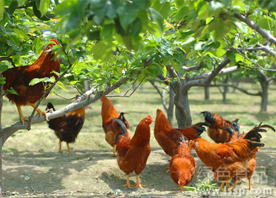 养鸡要注意四点问题，忽视易影响养殖效益