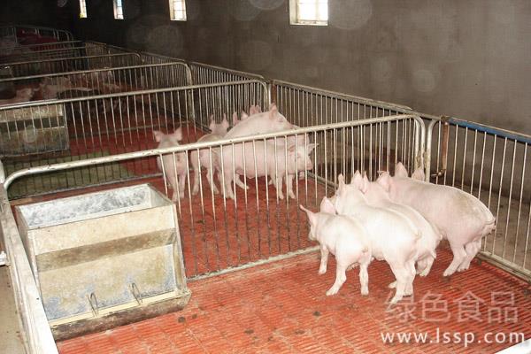 保育仔猪的生理特性和饲养管理要点